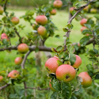 Apple Tree (Various Varieties)
