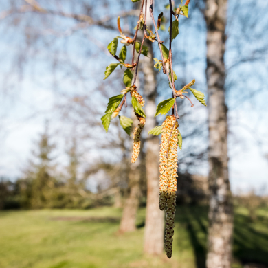 Downy Birch