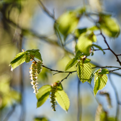 Hornbeam