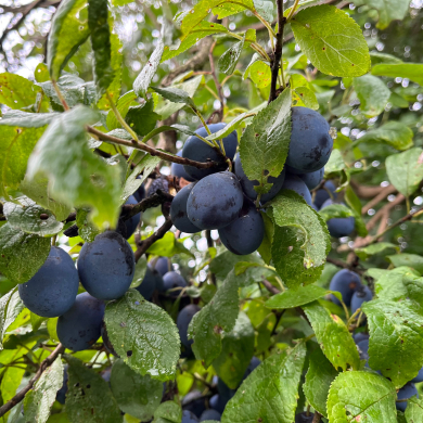 Damson