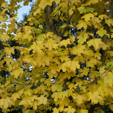 Field Maple