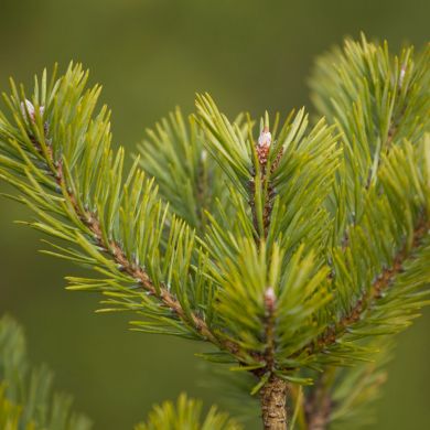 Scots Pine